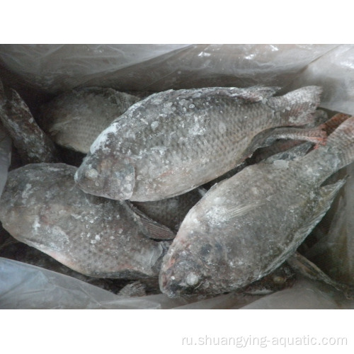 Китайская замороженная черная цельная IWP Tilapia Fish